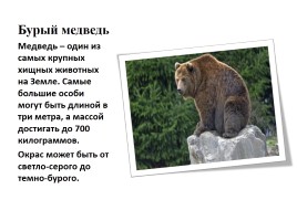 Бурый медведь, слайд 2