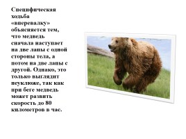 Бурый медведь, слайд 3