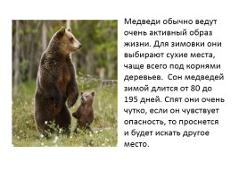 Бурый медведь, слайд 5