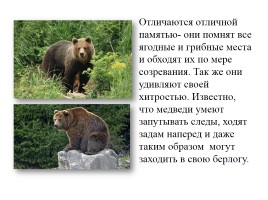 Бурый медведь, слайд 6