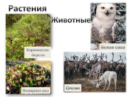 Природа России, слайд 7