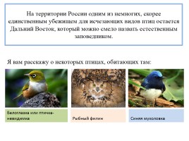 Птицы Красной книги России, слайд 2