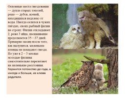 Птицы Красной книги России, слайд 6