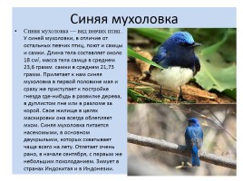 Птицы Красной книги России, слайд 7
