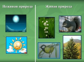 Урок окружающего мира во 2 классе «Какие бывают растения?», слайд 4