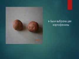 Исследовательская работа «Картофель - главный овощь на нашем столе», слайд 16
