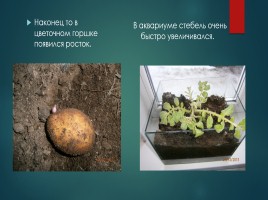 Исследовательская работа «Картофель - главный овощь на нашем столе», слайд 23