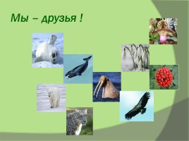 Красная книга «Растений и животных», слайд 24