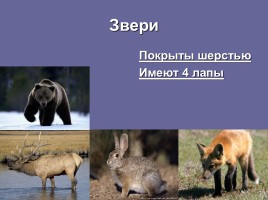 Какие бывают животные?, слайд 5