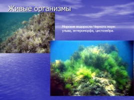Урок кубановедения в 7 классе «Черное и Азовское моря», слайд 12
