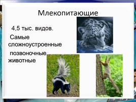 Класс млекопитающие или звери, слайд 11