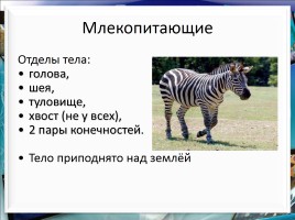 Класс млекопитающие или звери, слайд 12