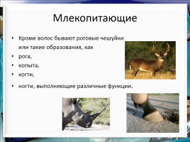 Класс млекопитающие или звери, слайд 14