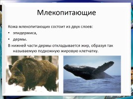 Класс млекопитающие или звери, слайд 15