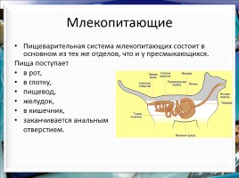 Класс млекопитающие или звери, слайд 19