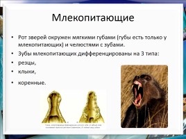 Класс млекопитающие или звери, слайд 20