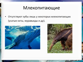 Класс млекопитающие или звери, слайд 21