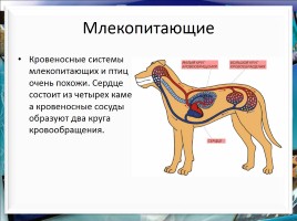 Класс млекопитающие или звери, слайд 23
