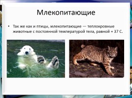 Класс млекопитающие или звери, слайд 24