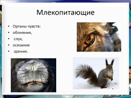 Класс млекопитающие или звери, слайд 27