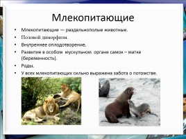 Класс млекопитающие или звери, слайд 28
