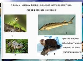 Класс млекопитающие или звери, слайд 3