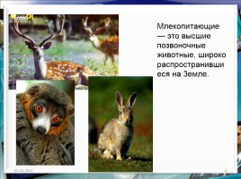 Класс млекопитающие или звери, слайд 4