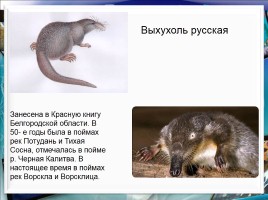 Класс млекопитающие или звери, слайд 40