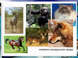 Класс млекопитающие или звери, слайд 7