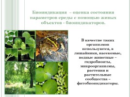 Исследования «Оценка качества окружающей среды методом биоиндикации», слайд 2