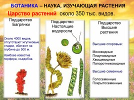 Ботаника - признаки растений, слайд 4