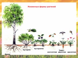Ботаника - признаки растений, слайд 9