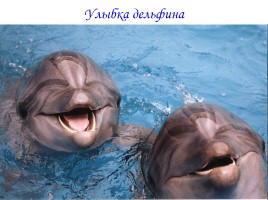 Мои друзья – дельфины!, слайд 2