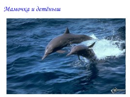 Мои друзья – дельфины!, слайд 3