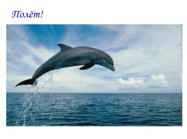 Мои друзья – дельфины!, слайд 5