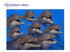 Мои друзья – дельфины!, слайд 6
