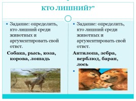 Звездный час «Млекопитающие», слайд 10