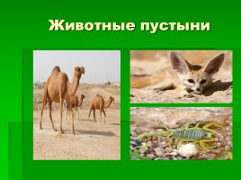 Открытие Африки для учащихся, слайд 14