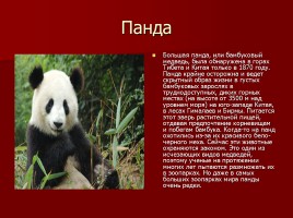 Животные на грани вымирания, слайд 7