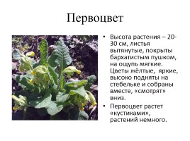 Какие растения раньше других цвести торопятся?, слайд 10