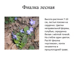 Какие растения раньше других цвести торопятся?, слайд 12