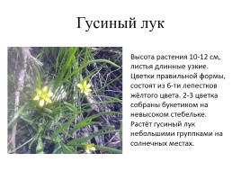 Какие растения раньше других цвести торопятся?, слайд 14