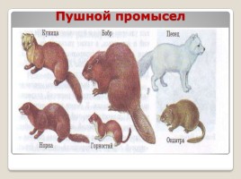 Промысловые животные России, слайд 3