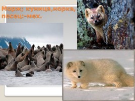 Промысловые животные России, слайд 7