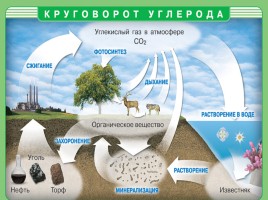 Углерод - основа живой природы, слайд 17