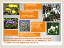 Первоцветы, слайд 8