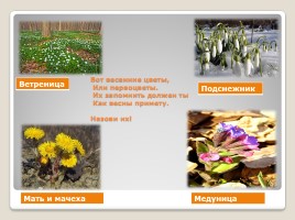 Первоцветы, слайд 9