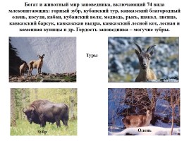 Кавказский биосферный заповедник, слайд 11