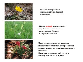 Кавказский биосферный заповедник, слайд 7