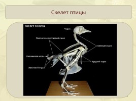Опорно-двигательная система - Cкелет и мышцы птиц, слайд 4